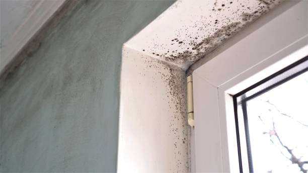 Best Black Mold Removal  in Evendale, OH