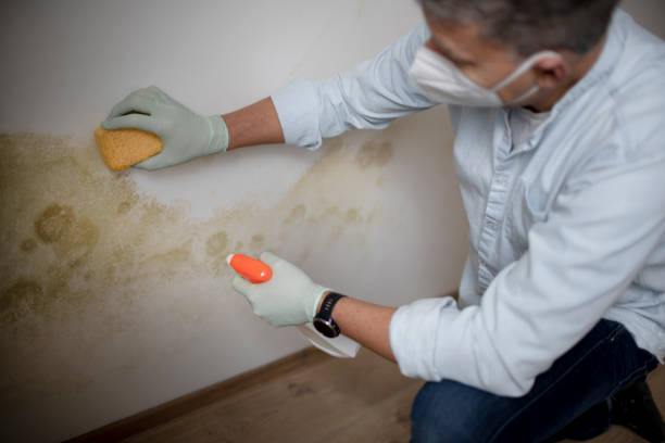 Best Office Mold Removal Services  in Evendale, OH