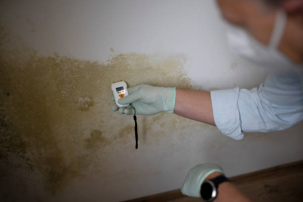 Best Mold Cleaning Services  in Evendale, OH