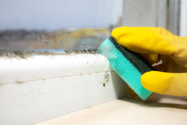 Best Emergency Mold Removal  in Evendale, OH