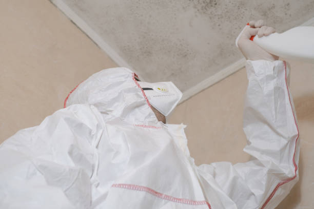 Mold Removal and Inspection in Evendale, OH