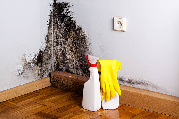 Best Same-Day Mold Removal  in Evendale, OH