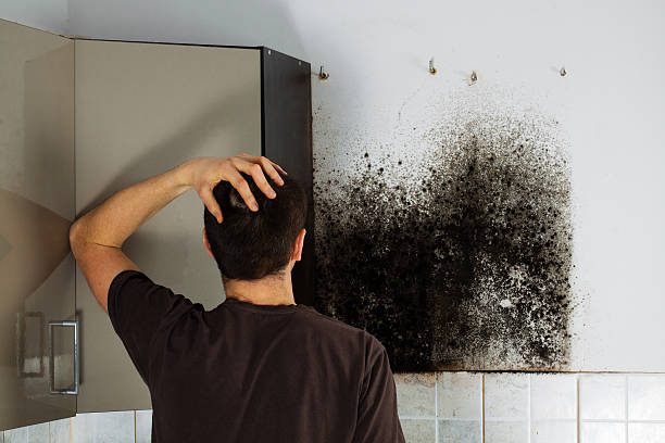 Office Mold Removal Services in Evendale, OH