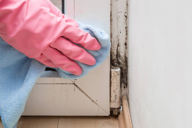 Best Mold Testing  in Evendale, OH