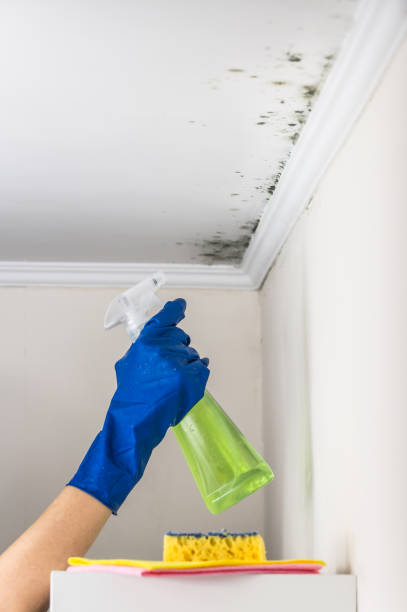 Best Local Mold Removal Service  in Evendale, OH